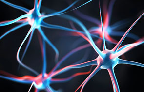 Strengthening and Weakening Neuronal Connections